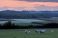 troupeau charolais au petit matin d'une fin d'hiver vache
charolaise
pâturage
Drôme
givre 