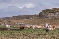 Estive en Vercors vache
bovin
chevaux
pâturage
plateaux
Vercors
Fond d'urle 