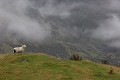 Agneau de Nouvelle Zélande mouton
agneau montagne
Nouvelle Zélande
brume
montagne 