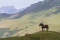 Cheval pyrénéen devant son panorama cheval
Pyrénées
panorama
vallée
montagne
contemplation 