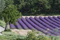 Lavande mûre en Provence Drôme 
 lavande 
 paysage 