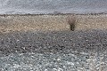 rivage de galets (Nouvelle Zélande) Nouvelle Zélande, rivage, lac, galets 