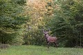 cerf, fin d'été cerf 