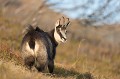 chamois mâle en parade amoureuse Hohneck 
 Vosges 
 chamois 