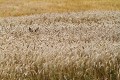 Chevrette dans les blés blé 
 cervidés 
 chevreuil 