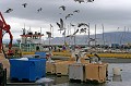La pêche, activité économique principale de l'île Islande,Reykjavik,port,pêche 