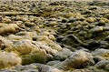 Champs de lave recouverte de mousses et lichens s'étendant à perte de vue provenant de la dernière grande éruption du volcan Ekla Islande,volcan,lave 