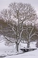  arbre,chêne,neige 