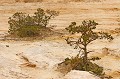 Pins trouvant leur suffisance dans le Colorado Français pin,sable 