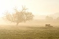  arbre,vache,brouillard 