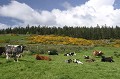  Irlande,genêts,bovins 
