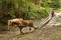 Le débardage dans les forêts pentues des zones montagneuses est réalisé grâce à des chevaux endurants et parfaitement entrainés; plus bas en vallée, le tracteur mécanique prend le relais. Roumanie,débardage,chevaux 