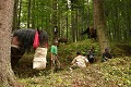 Le "repos-repas" général coupe la longue journée du travail forestier. Roumanie,débardage,chevaux 