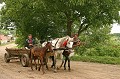Le cheval est très largement employé dans les zones rurales (traction, travaux des champs, débardage forestier) Roumanie,voiture,cheval 