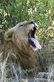Les lions, comme bien des animaux, passent les heures les plus chaudes de la journée à faire la sieste à l'ombre lion, sieste, bailler, Afrique du Sud 