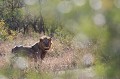 Lion quittant le repos pour une inspection de son territoire Lion, Afrique du Sud 