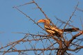 Une des nombreuses espèces de calaos caractérisées par un très fort bec Calao, Afrique du Sud, bec, jaune 