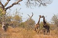  Girafes, Afrique du Sud 