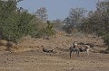 Femelle zèbre allaitant son jeune tout en surveillant les alentours Zèbre, allaitement, Afrique du Sud 