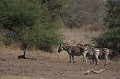 Zèbres se reposant pendant les heures chaudes Zèbre, Afrique du Sud 