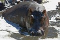 hippopotame se préparant à charger hippopotame, Afrique du Sud 