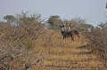 Couple de grands koudous, deuxième plus grande antilope d'Afrique du Sud après l'élan du Cap Grand koudou, antilope, Afrique du Sud 