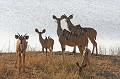Groupe d'antilopes nyala et leurs oiseaux "pique-boeufs" Antilope, nyalas, Afrique du Sud 