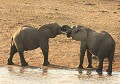  Eléphants, jeu, trompe, Afrique du Sud 