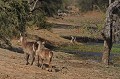 Le cob à croissant est une grande antilope, un peu moins connue que le grand koudou; mère suitée. Cob à croissant, antilope, Afrique du Sud 