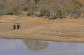Couple de rhinocéros s'en allant boire au point d'eau le plus proche Rhinocéros, Afrique du Sud 