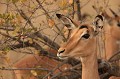 Portrait d'impala en Automne, période de brâme Impala, Afrique du Sud 