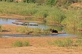 Couple de bufles africains paraissant en bord de rivière bufles, Afrique du Sud 