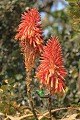 Le souimanga, comme le colibri aspire le nectar des fleurs grâce à son long bec recourbé Souimanga, colibri, Afrique du Sud 